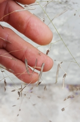 Eragrostis tremula