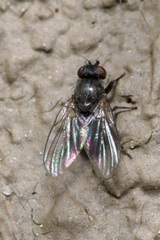 Agromyzinae