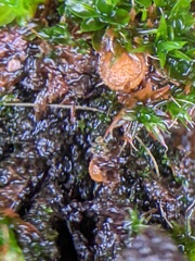 Octospora musci-muralis