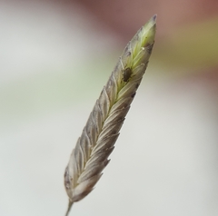 Eragrostis tremula