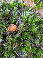 Octospora musci-muralis