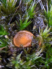 Octospora musci-muralis