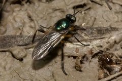 Actina chalybea