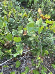 Quercus myrtifolia