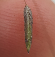 Eragrostis tremula