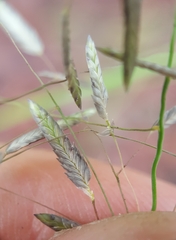 Eragrostis tremula