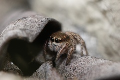 Habronattus
