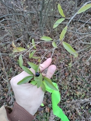 Ligustrum vulgare