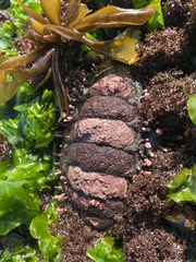 Acanthopleura echinata