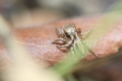 Habronattus