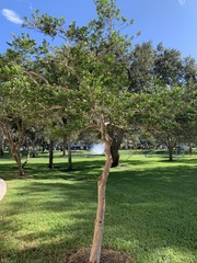 Myrcianthes fragrans