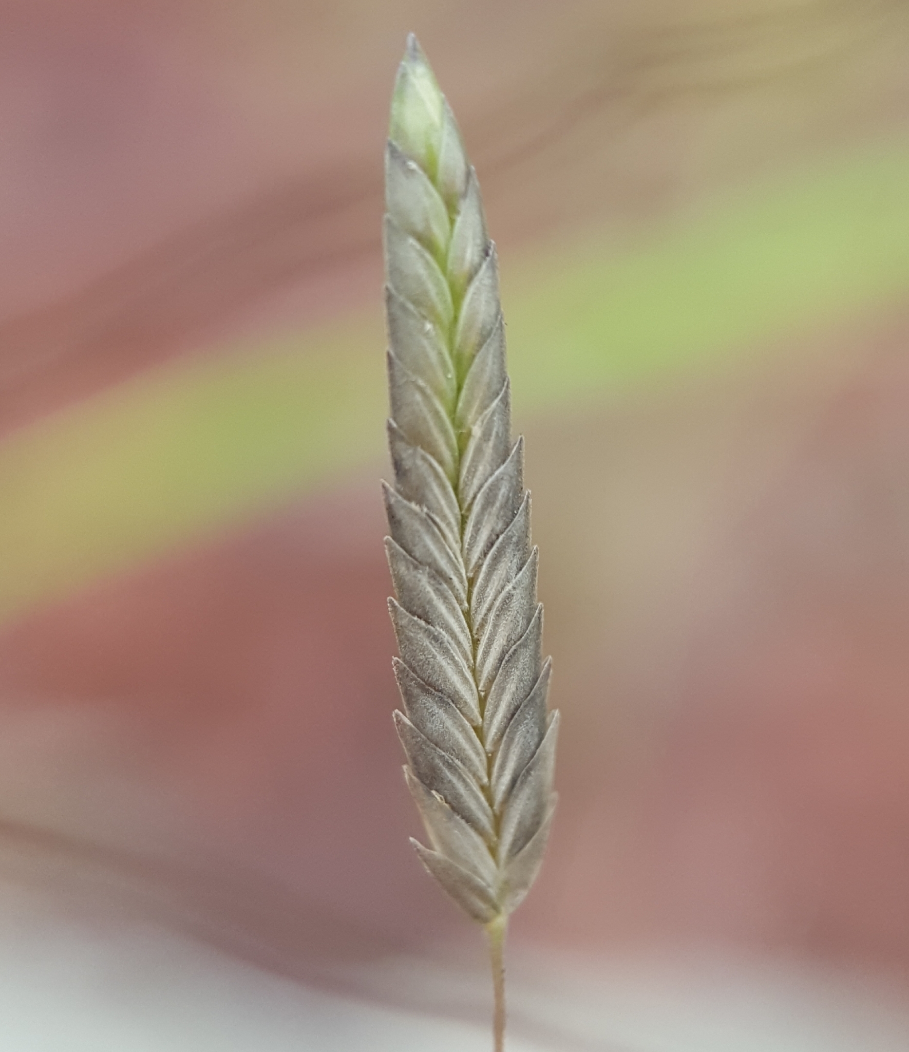 (c) François Rousseu, certains droits réservés (CC BY-NC) https://www.inaturalist.org/observations/143287827