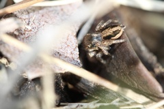 Habronattus