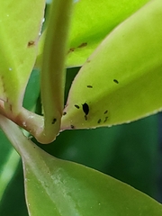Aphis gossypii