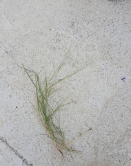 Eragrostis tremula