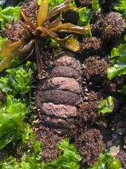 Acanthopleura echinata