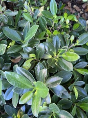Ficus microcarpa