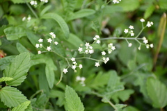 Parthenium hysterophorus