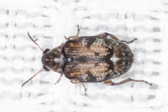 Algarobius prosopis