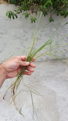 Eragrostis tremula