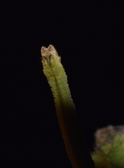 Phaiogramma etruscaria