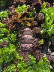 Acanthopleura echinata