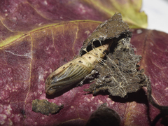 Phaiogramma etruscaria