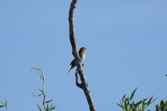 Sporophila