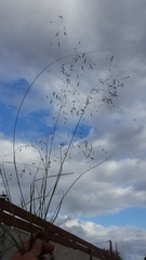 Eragrostis tremula