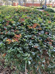 Lonicera sempervirens