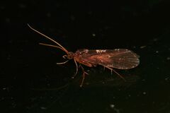 Polyplectropus