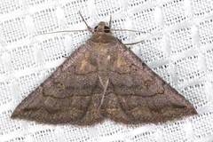 Lesmone griseipennis