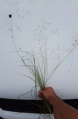 Eragrostis tremula