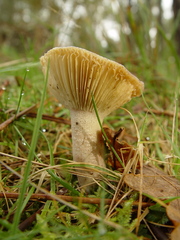 Lactarius