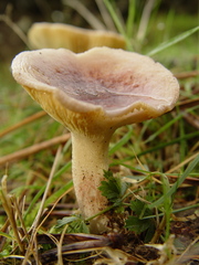 Lactarius