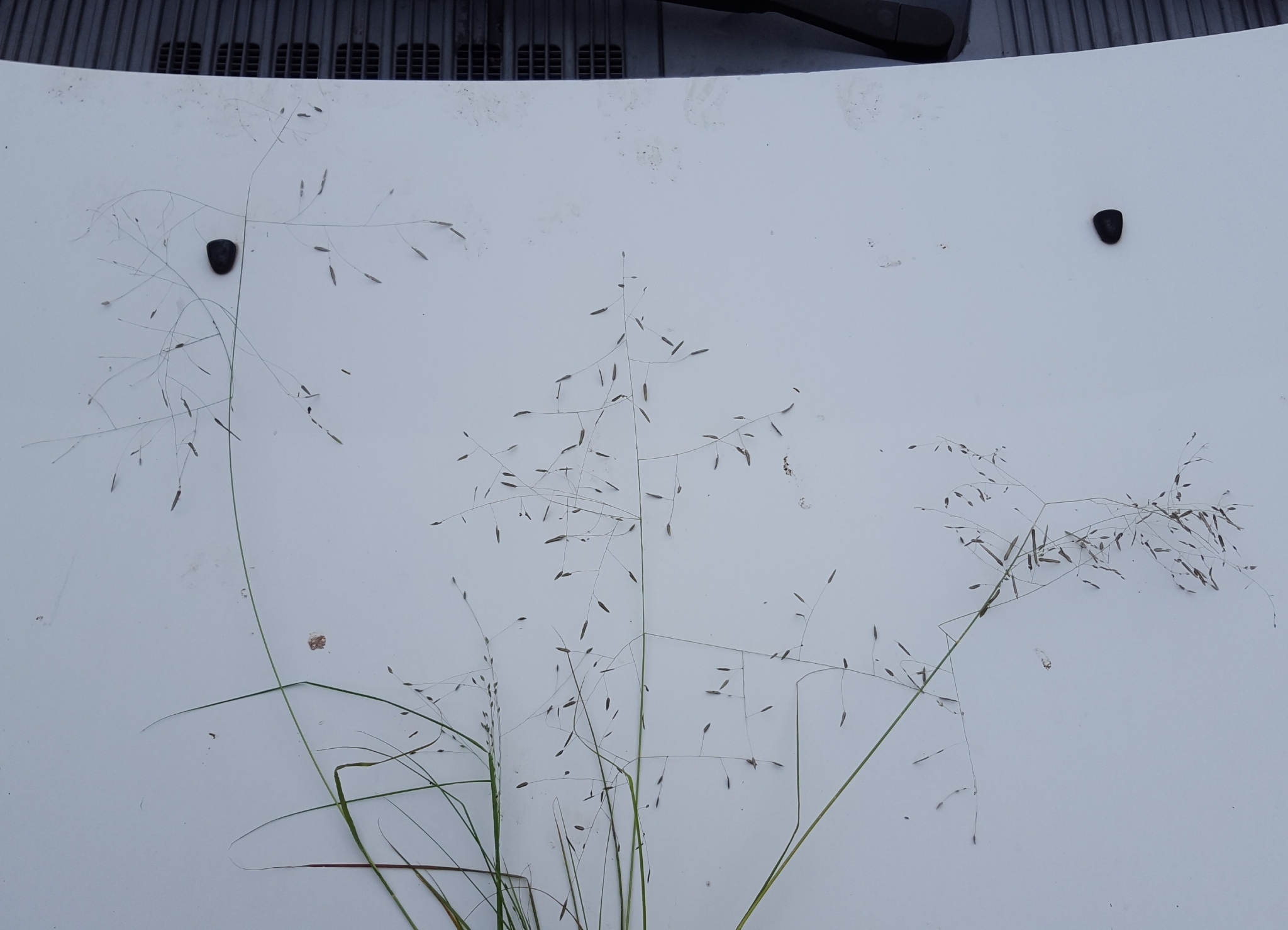 (c) François Rousseu, certains droits réservés (CC BY-NC) https://www.inaturalist.org/observations/143287827