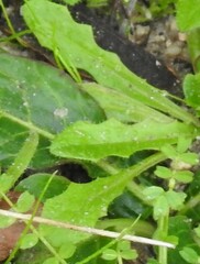 Hypochaeris radicata