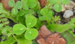 Trifolium repens
