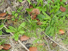 Biserrula pelecinus