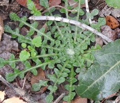 Leontodon longirostris