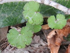 Geranium rotundifolium