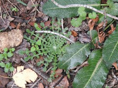 Leontodon longirostris