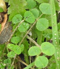 Medicago arabica