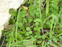Medicago arabica