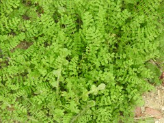 Biserrula pelecinus