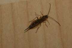 Tromatobia lineatoria