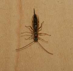 Tromatobia lineatoria