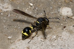 Eumenes coronatus