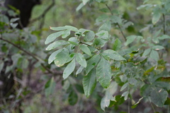 Fraxinus berlandieriana