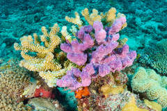 Chalinula nematifera